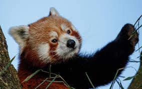 Please Follow Iloveredpandas Greetings From Artis Zoo In Amsterdam Redpanda Panda Cutebear Bear Animal Firefox Panda Pa Cute Animals Animals Red Panda