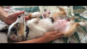 Collection by barb birds • last updated 3 weeks ago. Luna The Cutest Mini Australian Shepherd Puppy Ever Youtube