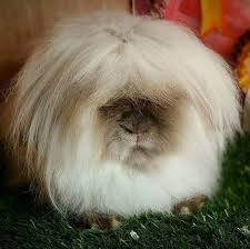A Mini Lion Lop Rabbit Yes It Is A Rabbit Lapin Belier Nain Lapin Belier Belier Nain So i'm gonna give you mine.mytreasure is the time i am with you. a mini lion lop rabbit yes it is a