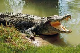 It was nicknamed krys after the person who shot it. Saltwater Crocodile Guide Diet And Where They Live In The Wild Discover Wildlife
