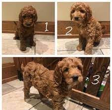 Maybe you would like to learn more about one of these? F1b Goldendoodle Puppies All Girls For Sale In Lima Ohio Classified Americanlisted Com