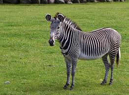 Image result for zebra