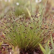 Image result for Isolepis