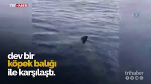 Bodrum Da Dev Kopek Baligi Goruntulendi Dailymotion Video