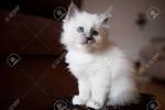 Birman cat adoption. Adopt a preloved Birman Cat or Kitten