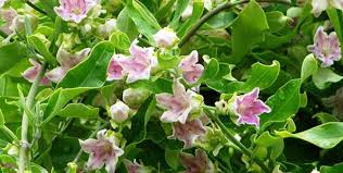 .ombre plante de rocaille feuillage persistant graines plantes vivaces fleurs rampantes vivaces plantes vivaces wikipedia plantation plantes vivaces les plantes rampantes petites plantes vivaces pour rocaille taille plantes. Selection De Plantes Grimpantes A Feuillage Persistant Pour Un Effet Decoratif