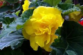 Other spring flowering bulbs bloom later in spring making it possible to fill the garden with endless colour over many months. Growing Double Begonias In The Flower Garden Shade Gardening