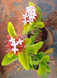 Check spelling or type a new query. Flowering Plants Packaging Type Box Rs 40 Plant Kabgreen India Id 21108037591