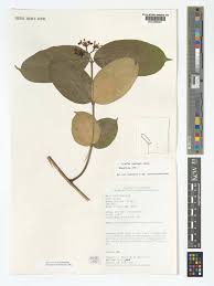 Image result for Alafia orientalis