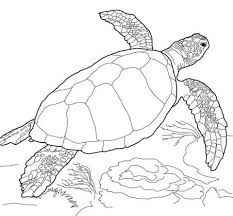 Sea Turtle Coloring Page Turtle Coloring Pages Sea Turtle Art Turtle Sketch