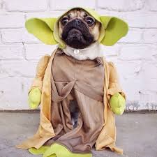 Doug The Pug Isn T Sure If He S A Pup Or Person Baby Pugs Doug The Pug Pugs In Costume