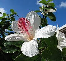 Image result for Hibiscus rhabdotospermus