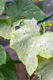 Image result for mildew on cucumbers