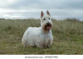 Image result for skotský teriér