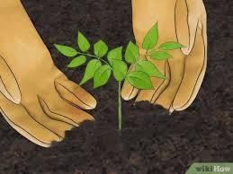 Start by planting your wisteria vine. How To Grow Wisteria With Pictures Wikihow
