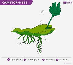 Maybe you would like to learn more about one of these? What Is Gametophyte Male Gametophyte Female Gametophyte Examples
