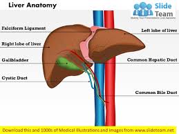 It also serves as a storage site for extra energy in the form of glycogen and produces substances important for blood clotting. Liver Anatomy