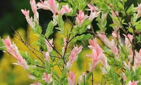 Toxic plants by latin or scientific name references Salix Integra Hakuro Nishiki Flamingo Willow Shrimp Willow Half Standard Garden Plants Online