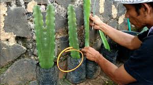 We did not find results for: Cara Menanam Buah Naga Dalam Pot Polybag Supaya Berbuah Cepat Youtube