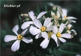 Image result for Lintonia nutans