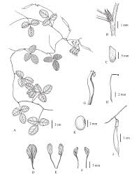 Image result for Dumasia