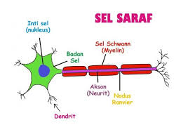 Sel Saraf Pengertian Ciri Fungsi Jenis Struktur Bagiannya