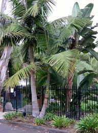Self Cleaning Palms Double King Palm King Palm Archontophoenix Southern Garden Backyard Makeover Mediterranean Garden