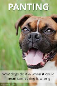 Pin On Dog Health