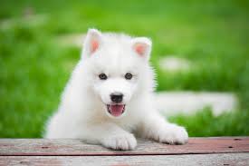 Do you have a new white puppy in need of a cute and unique name? 150 Wonderful Names For White Dogs And Puppies