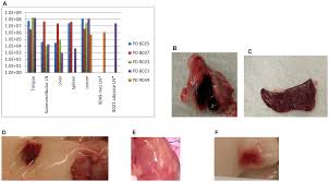 Monkeypox virus is transmitted from one person to. Plos One Transmissibility Of The Monkeypox Virus Clades Via Respiratory Transmission Investigation Using The Prairie Dog Monkeypox Virus Challenge System
