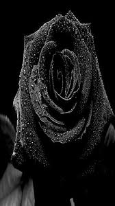 Dongetrabi Black Rose Iphone Wallpaper Images Data Src Beautiful Black Wallpapers Download 1080x1920 Download Hd Wallpaper Wallpapertip .4 high resolution wallpaper and full hd wallpapers & high quality desktop wallpapers, add on: dongetrabi black rose iphone wallpaper