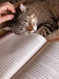 Laiba Chohan (laibac)