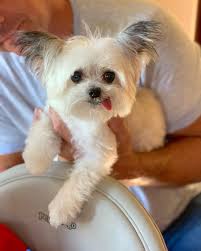 How do i price items on instagram? 22 Animal Instagram Accounts You Have To Follow Cute Animal Photos