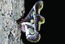 Image result for Elephantorrhiza suffruticosa