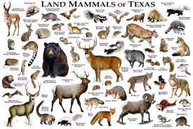 The State Of Texas Is Home To Many Amazing Mammals On This Poster Print Are Many Of Them Including All Genus Currently Living A Mammals Poster Prints Animals