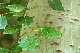 Image result for Populus ×  canescens