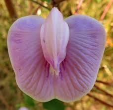 Image result for Centrosema pubescens