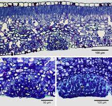 Image result for Ekebergia benguelensis