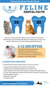 My cat, mitzi, makes a terrible grinding sound since she had her teeth cleaned 5 days ago. Pin On Pet Health