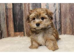 Lancaster puppies advertises puppies for sale in pa, as well as ohio, indiana, new york and other states. Silky Terrier Maltese Puppies Off 70 Www Usushimd Com