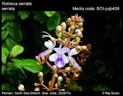 Image result for Rotheca aurantiaca