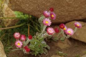 Image result for Mohria vestita