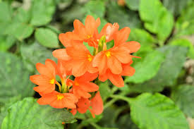 Image result for Crossandra fruticulosa