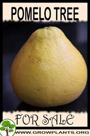 Citrus grandis, citrus maxima, citrus decumana, shaddock. Pomelo Tree For Sale Grow Plants