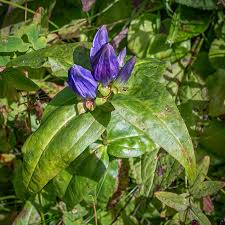 Image result for Gentianaceae