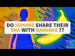 Do Humans Share Their DNA With Bananas?? - YouTube