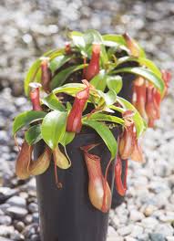 Selon les plantes, il peut s ' elle nécessite une la plante carnivore terrifie autant qu'elle fascine. Epingle Sur Plantes D Interieur
