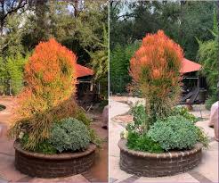 Only 1 available and it's in 1 person's cart. Update Before After Of Fire Sticks Trimming Succulents