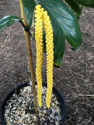 Image result for Eulophia tenella