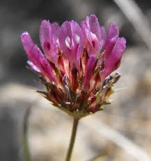 Image result for Trifolium semipilosum